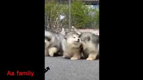 Three baby wolf are playing in the world🦊🦊🦊