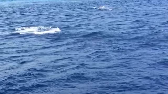 Beautiful dolphins Maldives