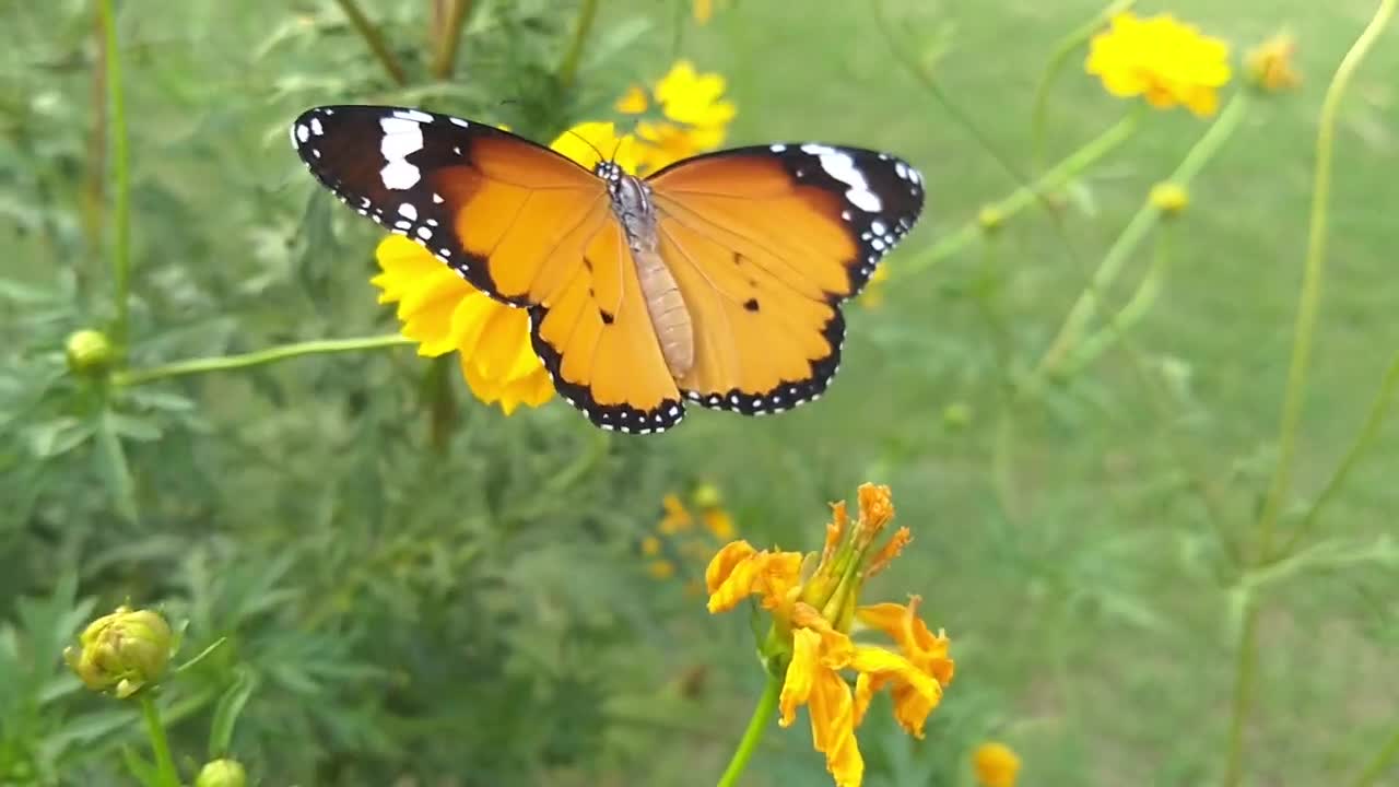 Beautiful butterfly video