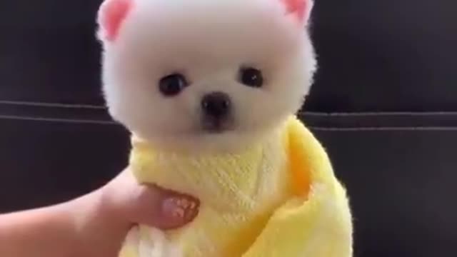 funny cute puppy