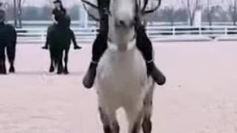 A TEACHED HORSE IS ANOTHER THING