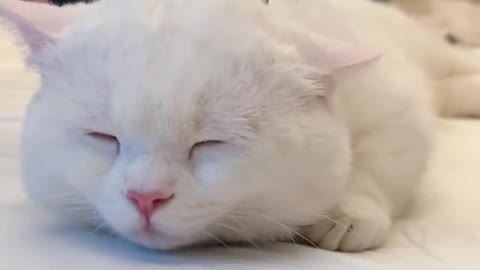 The cute kitten enjoys a massage, very comfortable