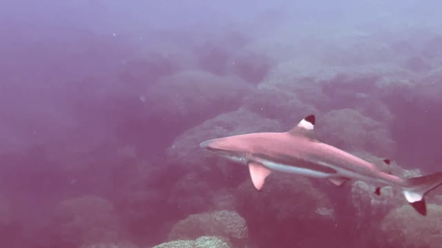 Snorkeling with Sharks Gab Gab & Fisheye Guam