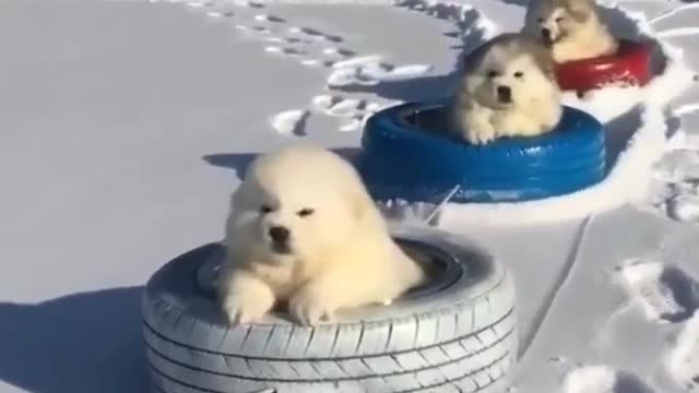 Cute and funny puppy videos compilation