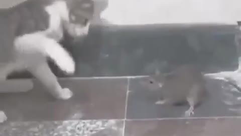 Cat beating rat