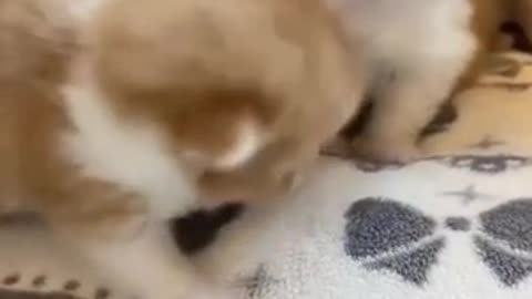 Baby Kitten Meows