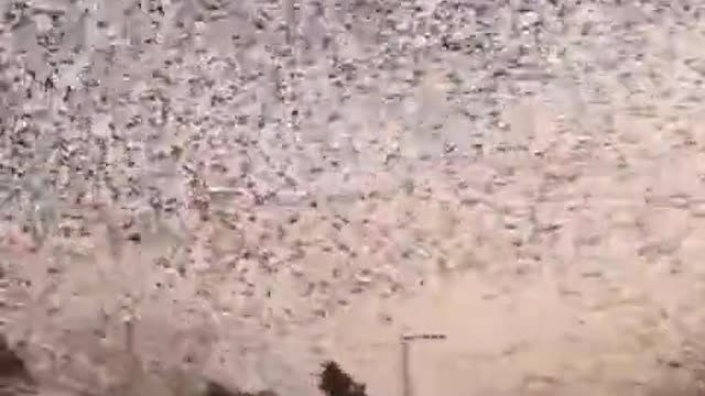 Flock of Insects flying in the Sky