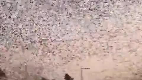 Flock of Insects flying in the Sky