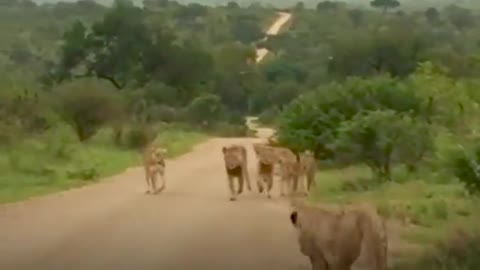 Animals See Their Families After So Long Apart