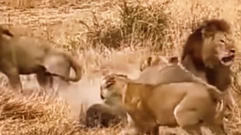 This leopard was surrounded by a pride of lions