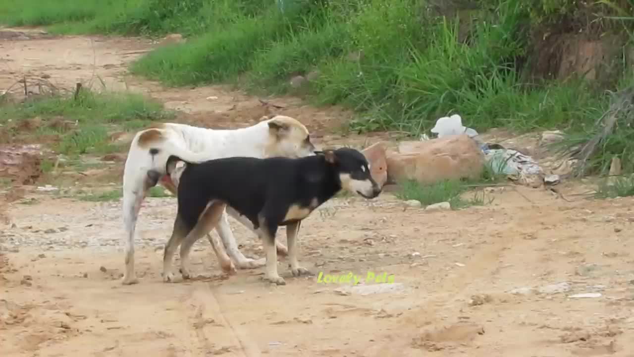 Village dog's meeting