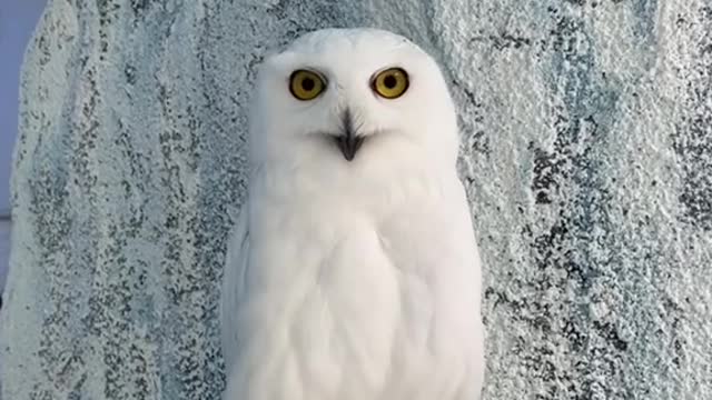 hedwig