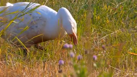 White duck bird