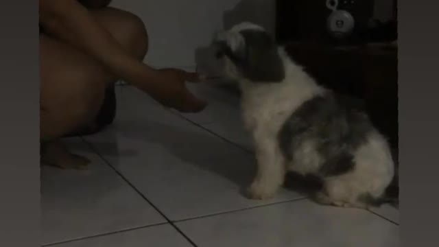 Bob /Shitzu dando a patinha