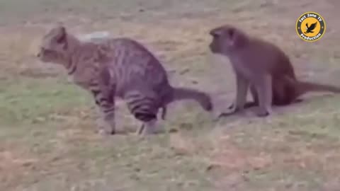 Funny video Funny animal Funny viral video cute animal