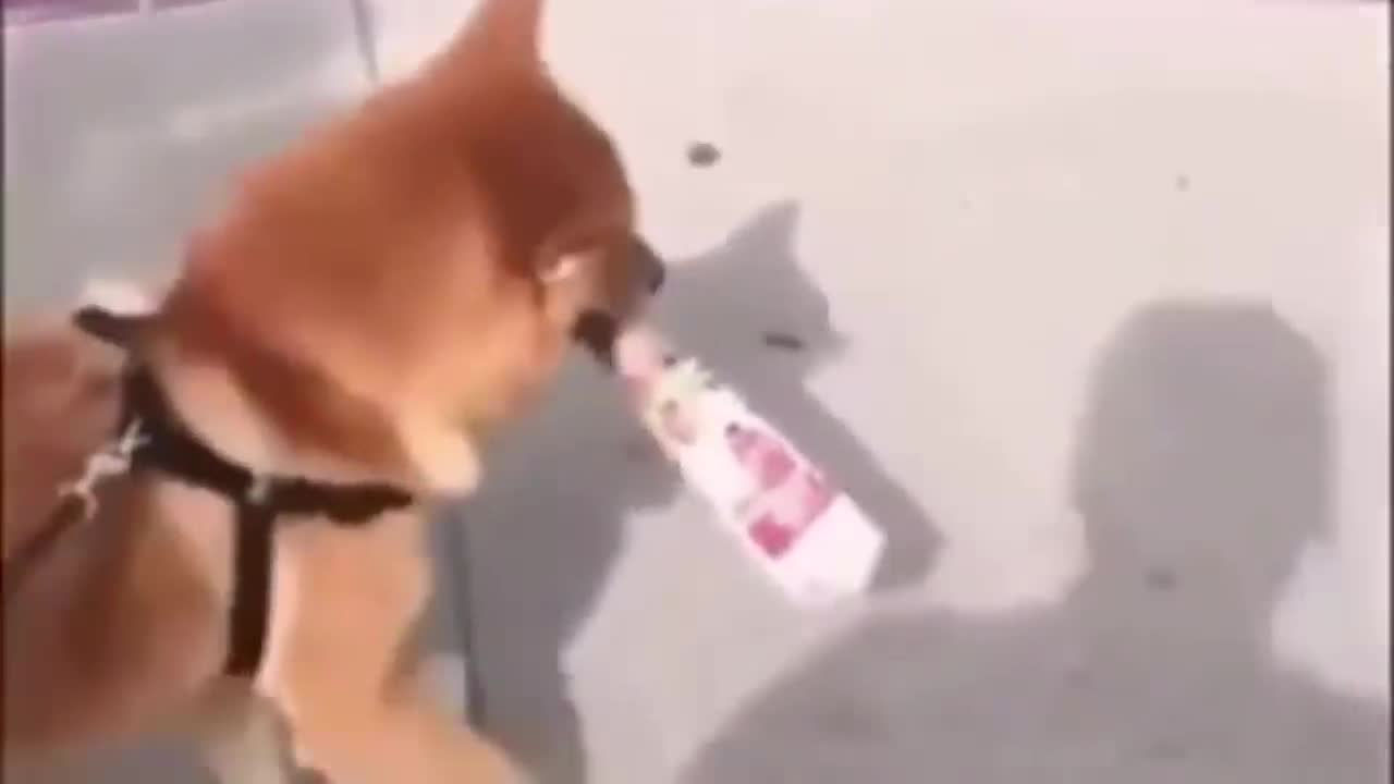 Its clear now dogs cannot protect you from toys xD