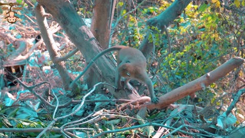 monkeys beautiful scenes