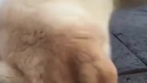 Cute puppy finds that snail is not funny