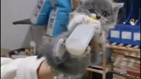 cute kitten drinks milk