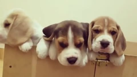 Three little guys trying to escape