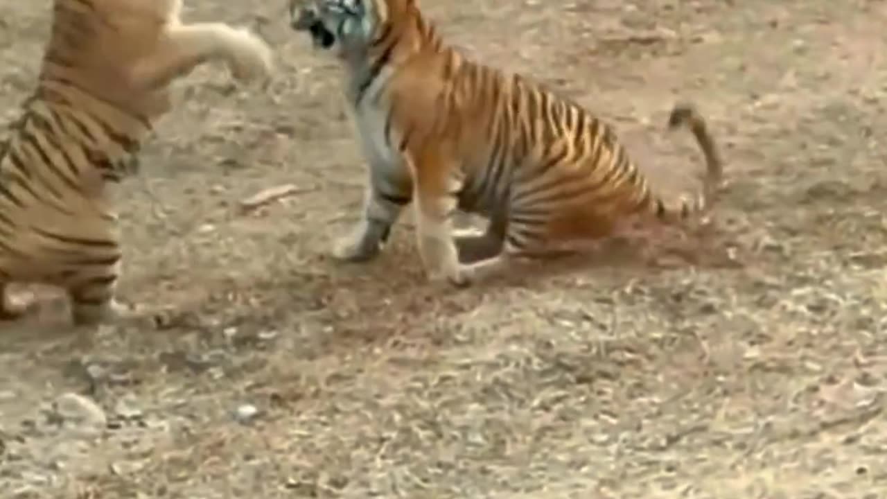 😱😱 fighting two tigers 🐅🐅🐯🐯