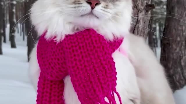how cute cat