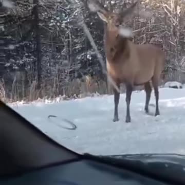 Oh he is so cute. Rest in peace car 🤣🤣