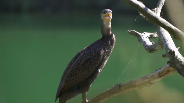 Watch a large bird near the water with great music