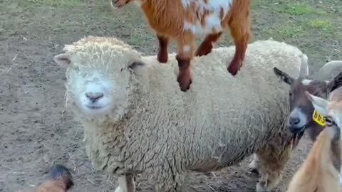 cute animals goat sheep funny video