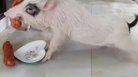 piggy pig