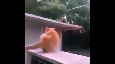 Cat try to jump