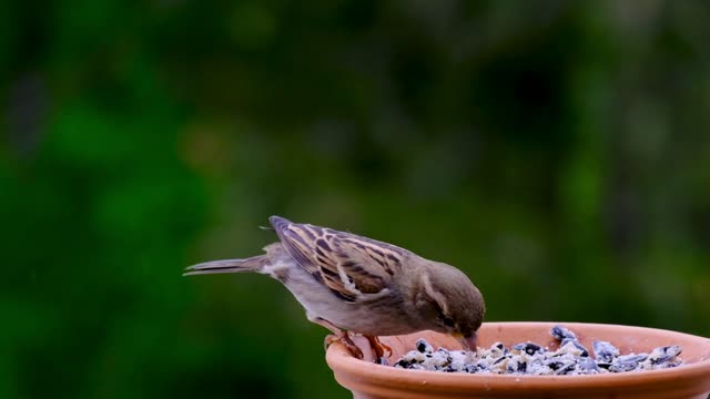 Love birds & feed birds 🐦