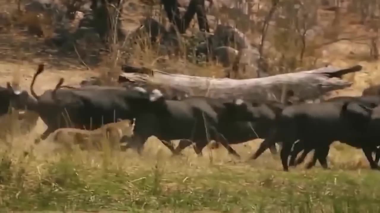 Lion in Danger! Buffalo Herd Use This Sharp Horns To Take Down Lions To Rescue His Teammate