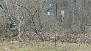 Feeders Edged On Woods