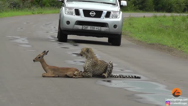 A young cheetah makes its first kill