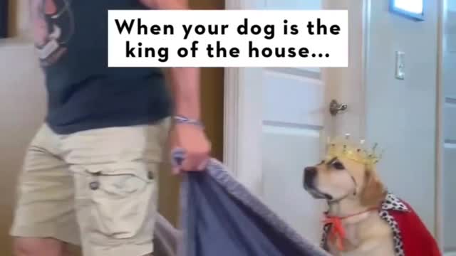 king dog