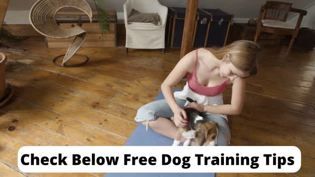 Easy Tips To Train Your Dog