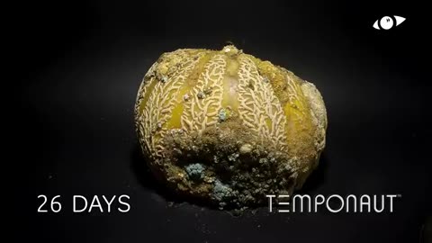 Rotting Melon (Charentais) Timelapse