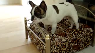 The Negotiation: Boston Terrier vs. French Bulldog