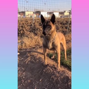 A cute and smart dog funny video