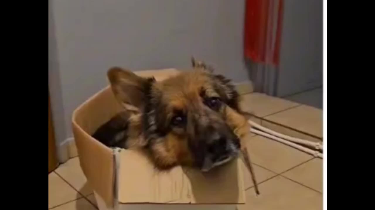 a box dies and a bed is born 🐶😅