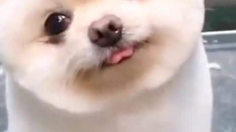 Cute Dog - Funny Animals - #cutedog #dog #funnyanimals