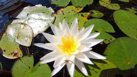 Water Lily