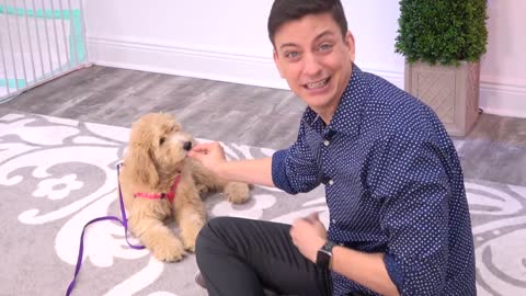 First steps to to train your dog: hidden intelligence inside