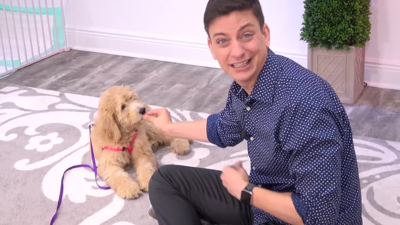 First steps to to train your dog: hidden intelligence inside