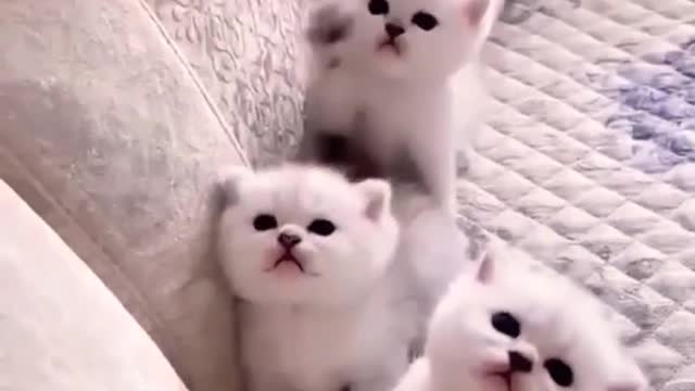 Six Cute Baby Cat 😸#cute #cat #shorts #animals