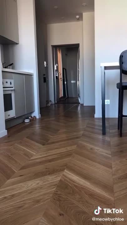 Funny cats video new cats video pets funny video