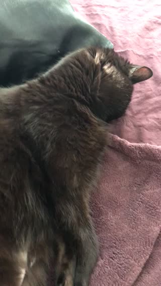 Cat sleeps face down flat!