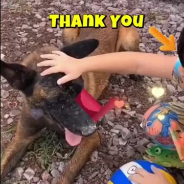 Protective Dogs EXPOSED! Heroic Canines in Action!