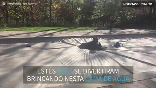 Cães se divertem em piscina com lona